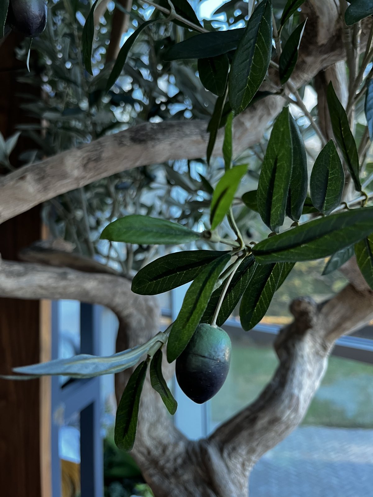 Оливковое дерево декоративное_0